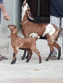 Nagara Bakri Sath 1 Bacha