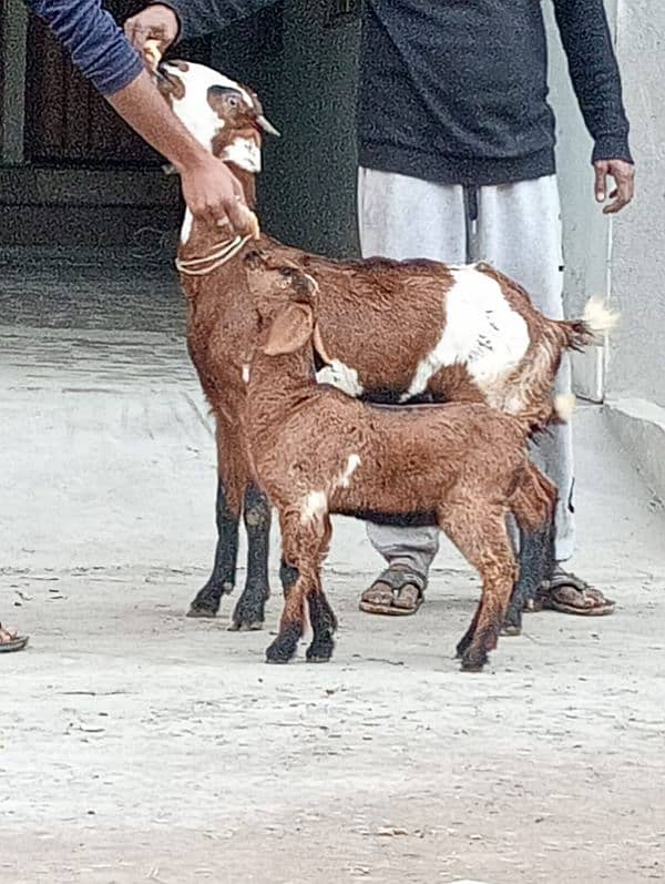 Nagara Bakri Sath 1 Bacha 1