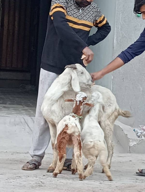 Nagara Bakri Sath 1 Bacha 3