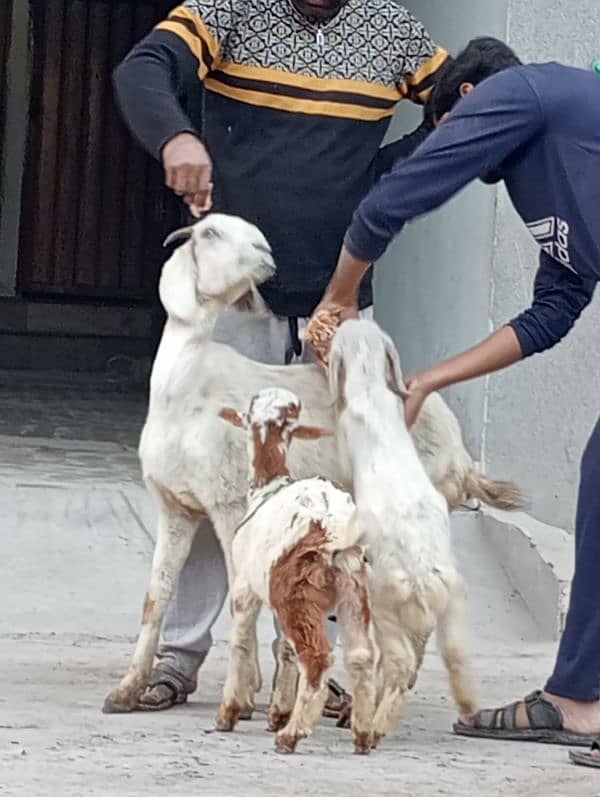 Nagara Bakri Sath 1 Bacha 5