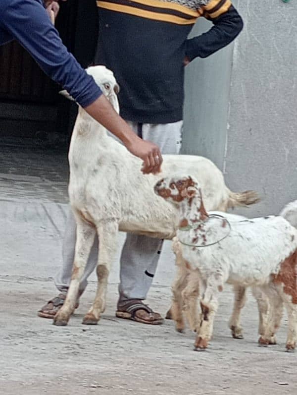 Nagara Bakri Sath 1 Bacha 6