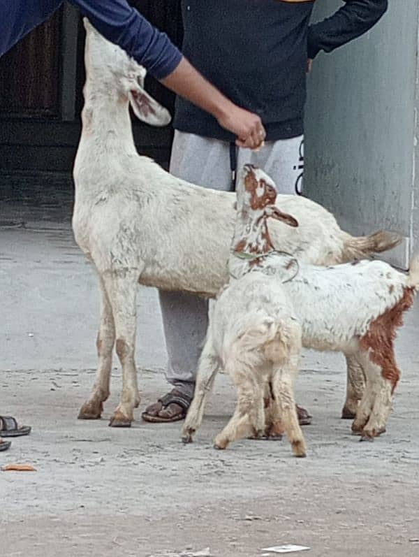 Nagara Bakri Sath 1 Bacha 7