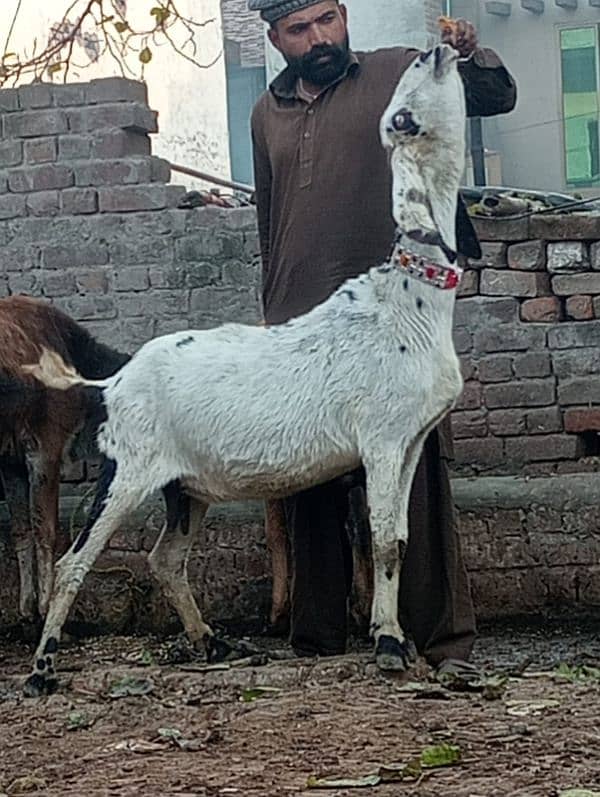 Nagara Bakri Sath 1 Bacha 8