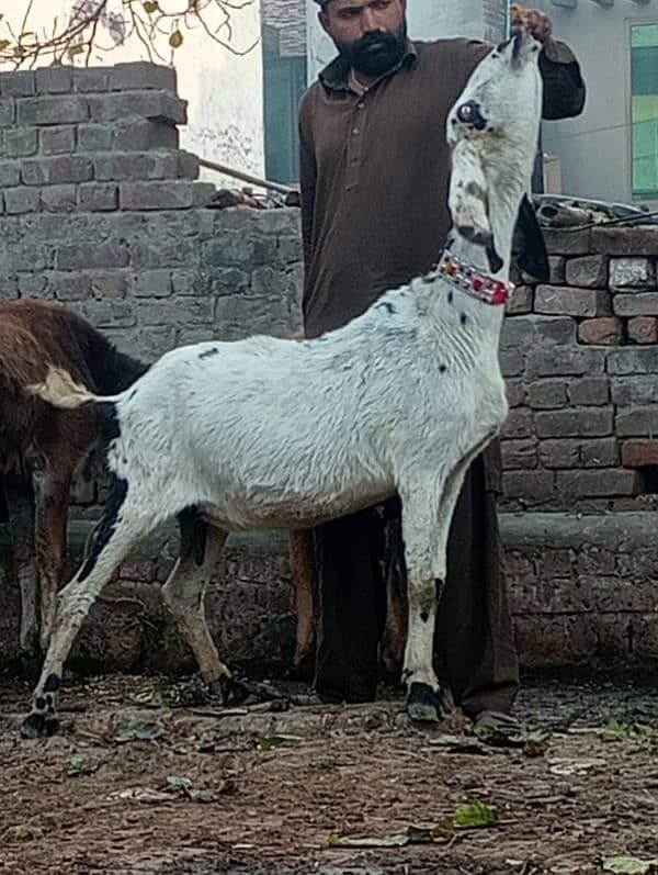 Nagara Bakri Sath 1 Bacha 9