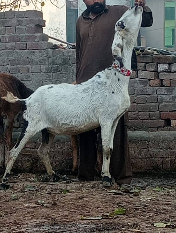 Nagara Bakri Sath 1 Bacha 10