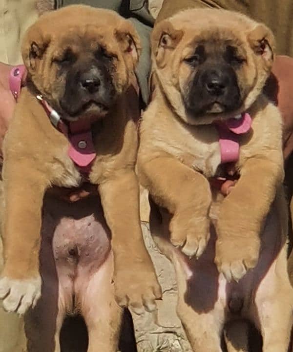 Kurdish kangal pair male female age 2 month havey bone for sale 0