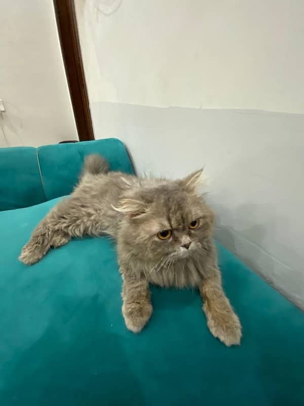 Persian cat 2