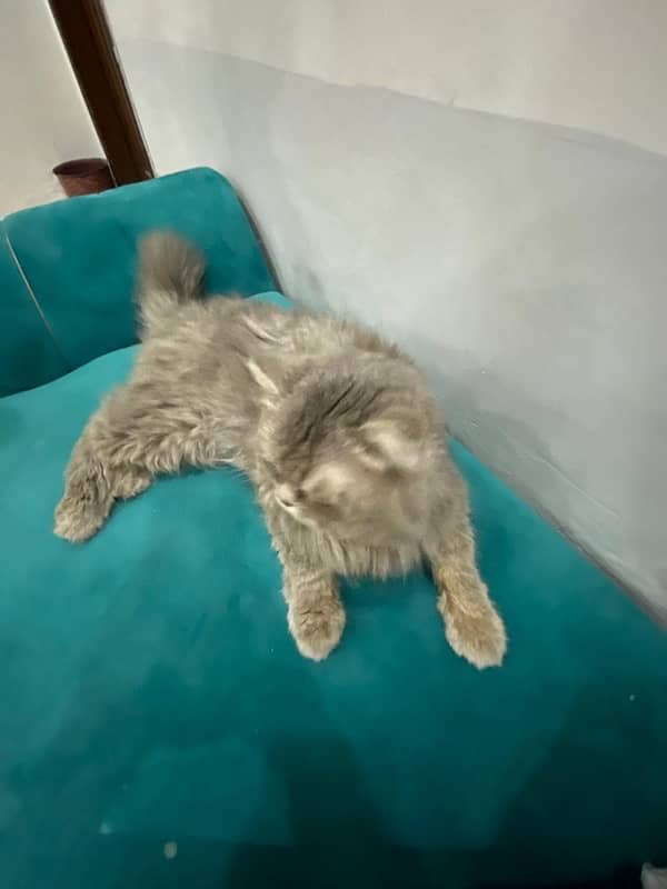 Persian cat 3