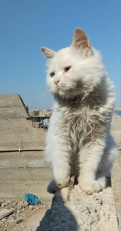 Persian kitten odd eyes