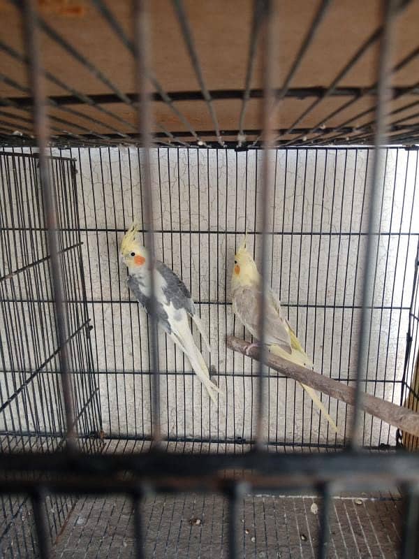 Cockatiel pair with cage 0