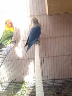 love bird healthy and active ready to breed