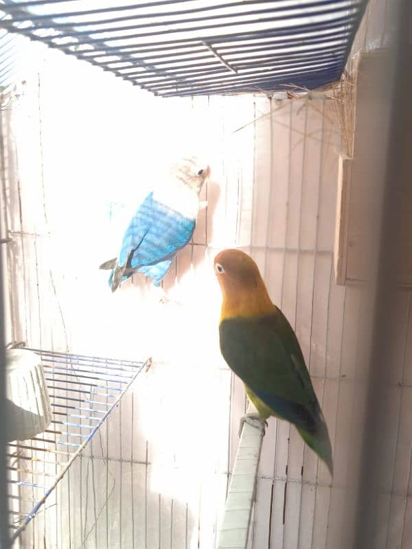 love bird healthy and active ready to breed 1