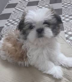 Cute little female Shih Tzu for sale