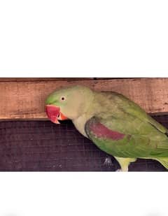 pahari parrot  2.1 year old parrot