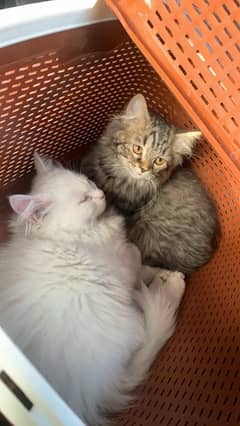 persian Kittens