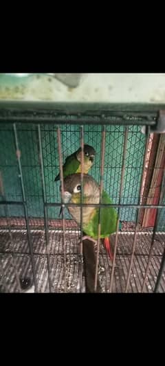 green chik conure high red fector pair