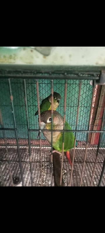 green chik conure high red fector pair 0