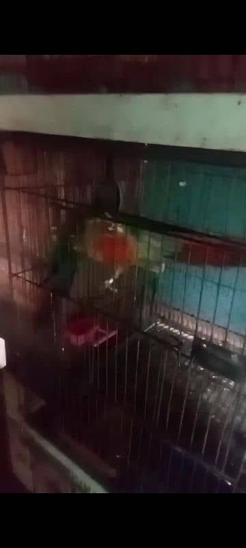 green chik conure high red fector pair 1