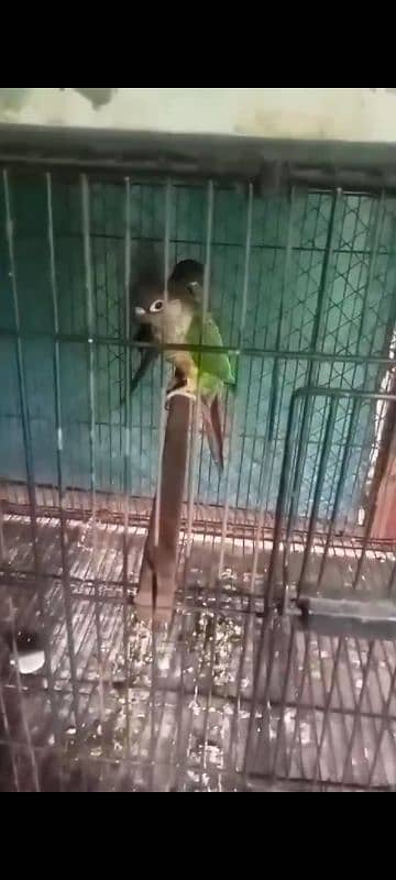 green chik conure high red fector pair 3