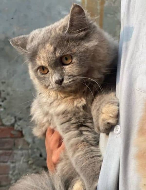 Persian kittens for sale in Pattoki 1