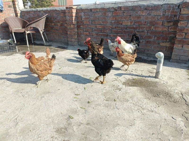 Desi Murga or Murgiya For Sale 3