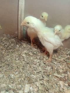 pure white shamo chicks