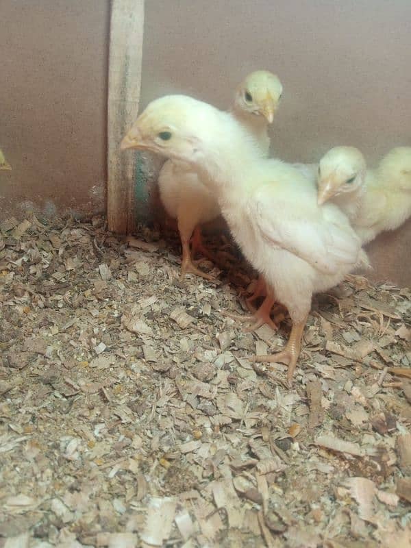 pure white shamo chicks 0