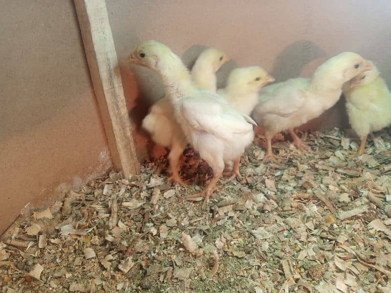 pure white shamo chicks 1