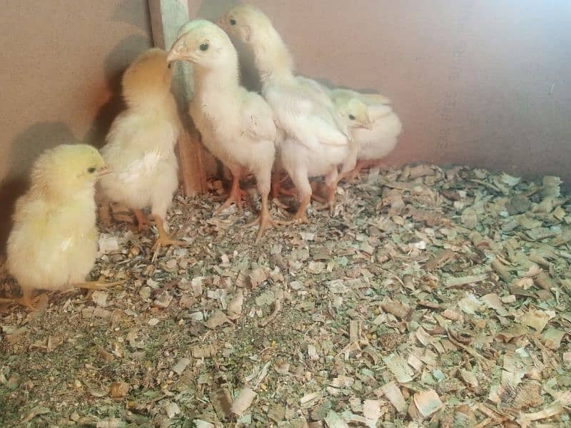 pure white shamo chicks 2