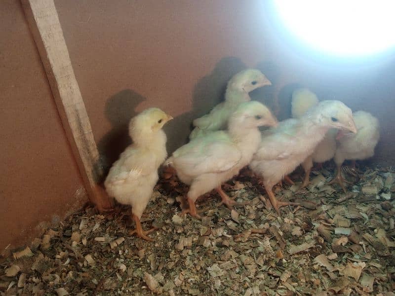 pure white shamo chicks 3