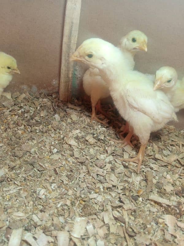 pure white shamo chicks 4