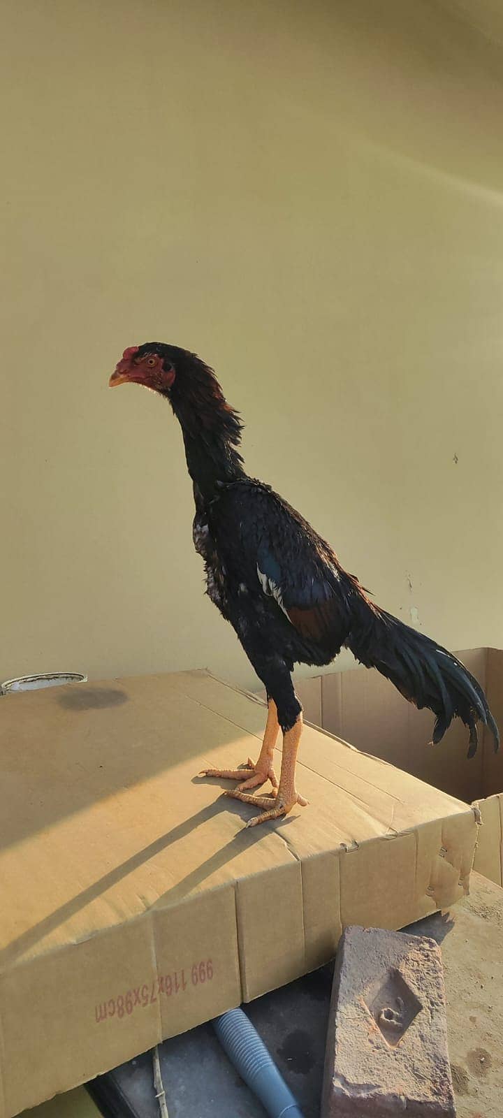 Japanese o Shamo Male / shamo / murga / chicks / aseel / hens / Male 0