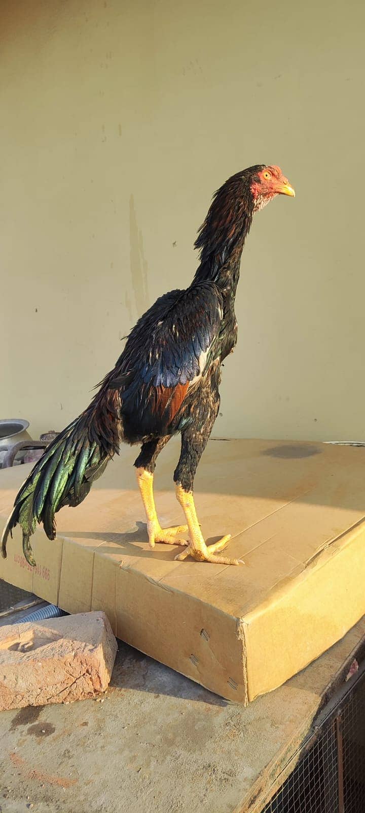 Japanese o Shamo Male / shamo / murga / chicks / aseel / hens / Male 1