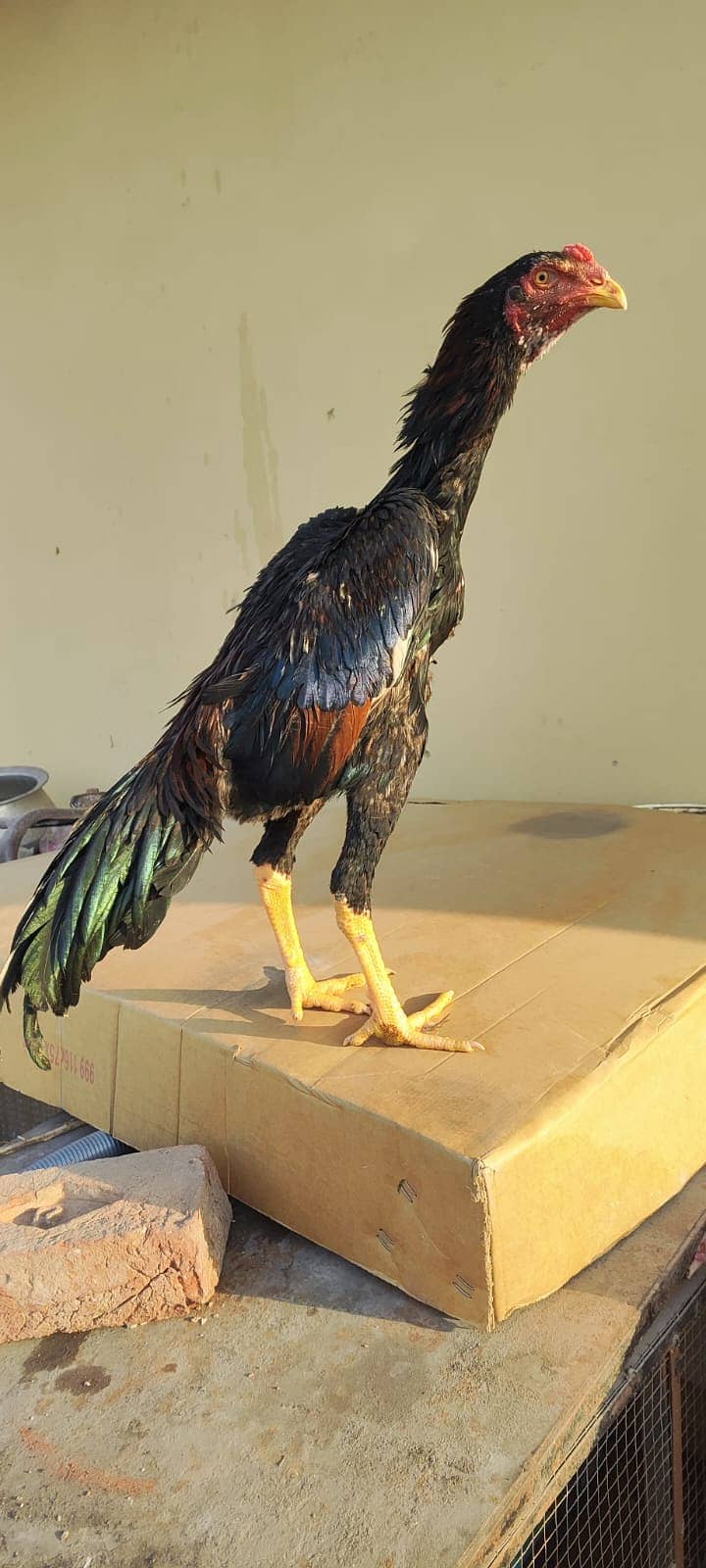 Japanese o Shamo Male / shamo / murga / chicks / aseel / hens / Male 2