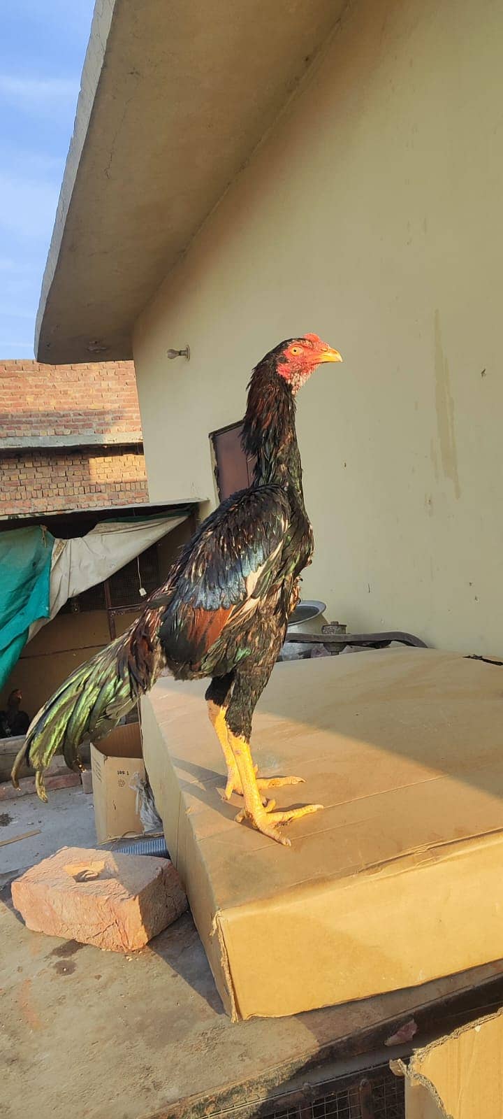 Japanese o Shamo Male / shamo / murga / chicks / aseel / hens / Male 8