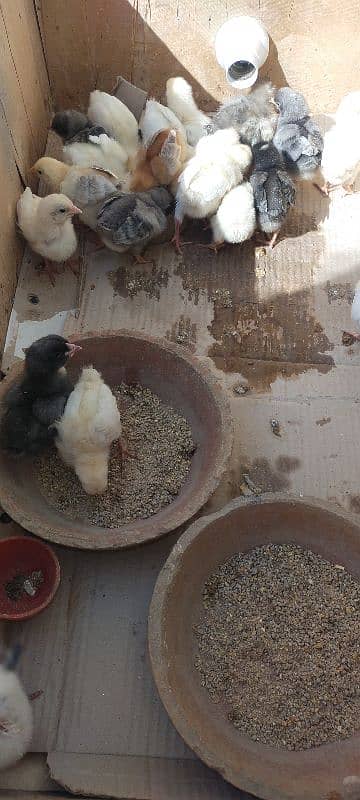 Blue Australorp, Plymouth, Splash Australorp, Lohman Brown Chicks 6