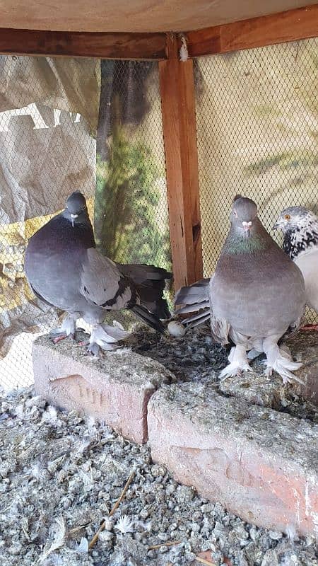 lucky pigeon breeder pair 0