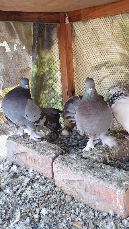 lucky pigeon breeder pair 1