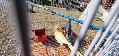 playful and loving cockatoo parrots for sale!