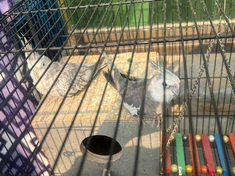 cockatiel 2 pair birder with cage 0