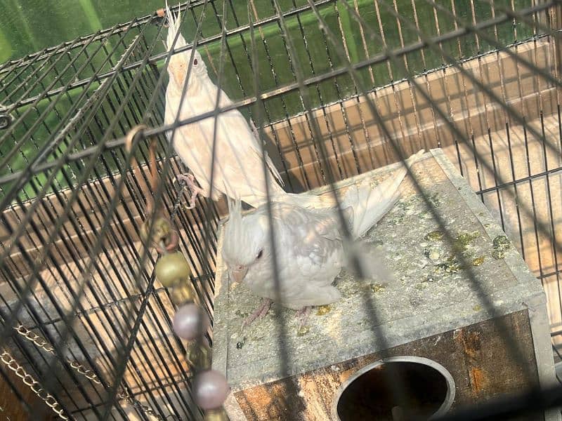 cockatiel 2 pair birder with cage 1