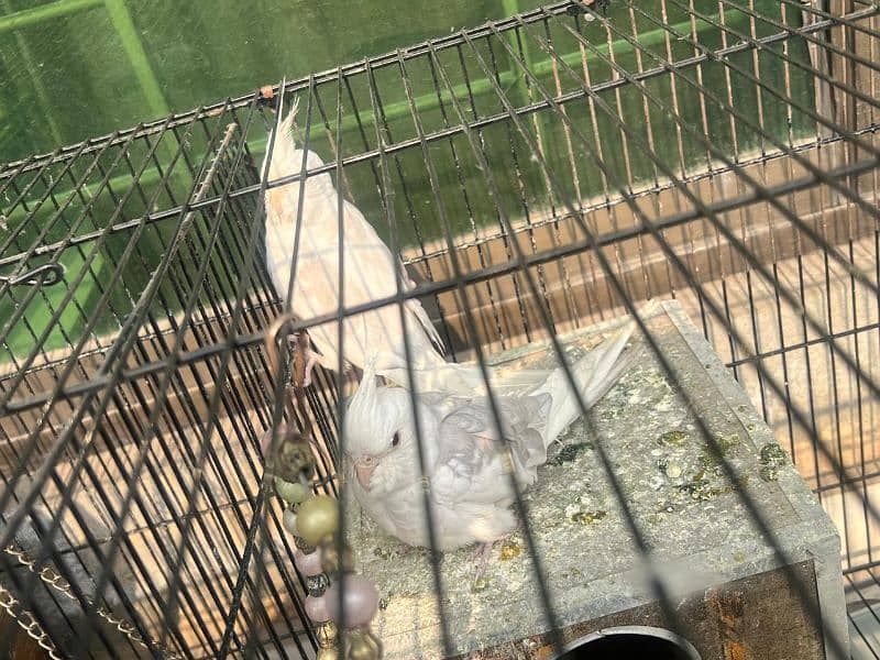 cockatiel 2 pair birder with cage 3