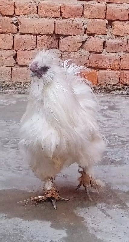 silkie male for sale 0