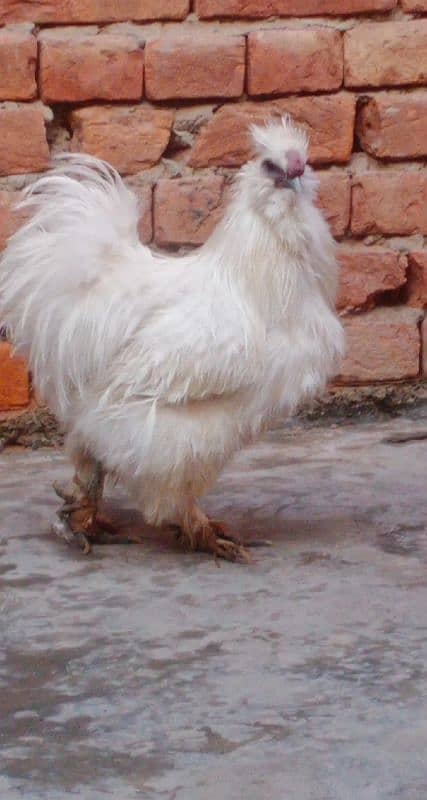 silkie male for sale 1