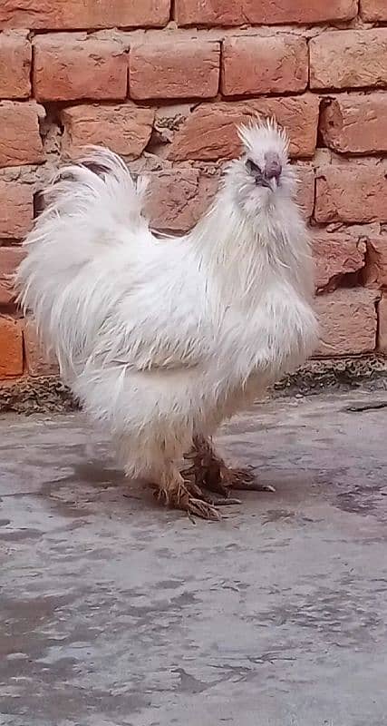 silkie male for sale 2