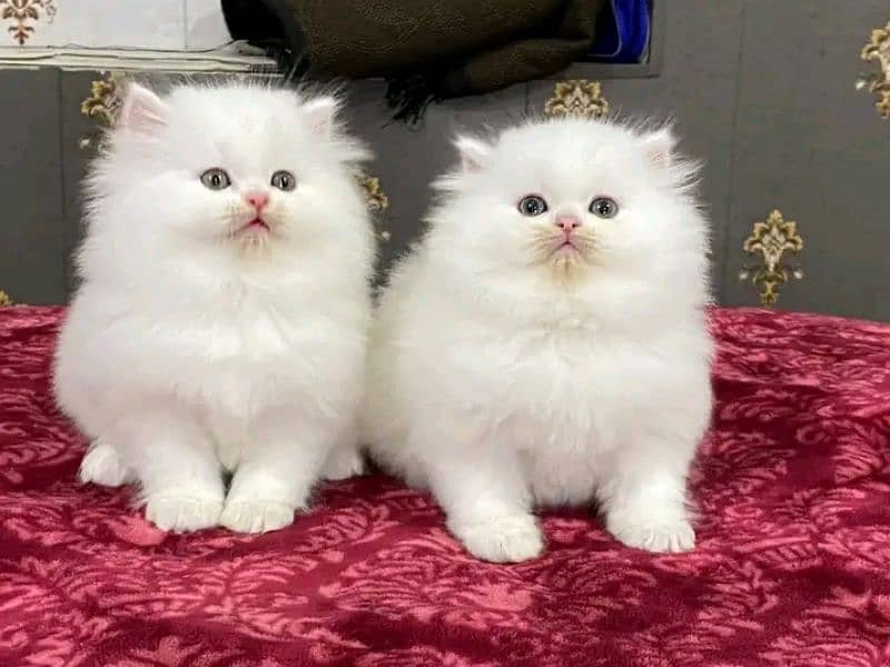 Persian kittens triple coat pair for sale contact whatsap 03292450894 2