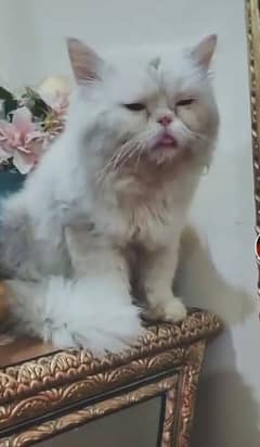 Semi Punch Persian Cat Male For Mating Only