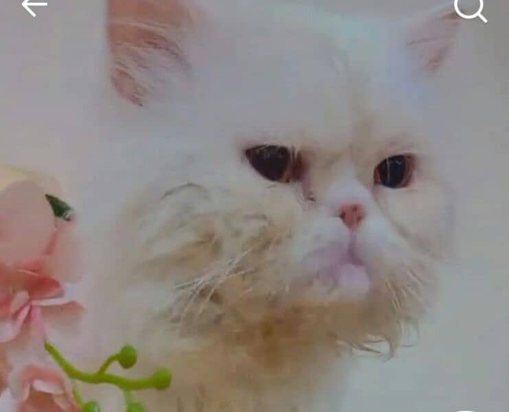 Semi Punch Persian Cat Male For Mating Only 2