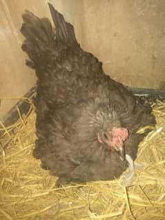 kruk desi murghi redy for hatching eggs