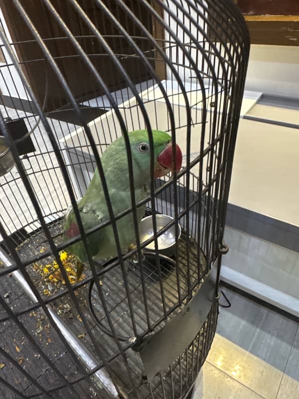 female parrot , healthy urgent sale price negotiable 0